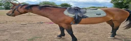 Welsh Section D horses for sale: Bartonhouse charlotte  - Advert 15