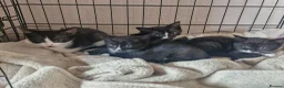 British Shorthair cats for sale: 3 beautiful kittens all black and white in colour - Advert 11