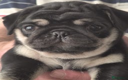 Pug dogs for sale: 2 KC Pug puppies available from a litter of 3. - Image 1