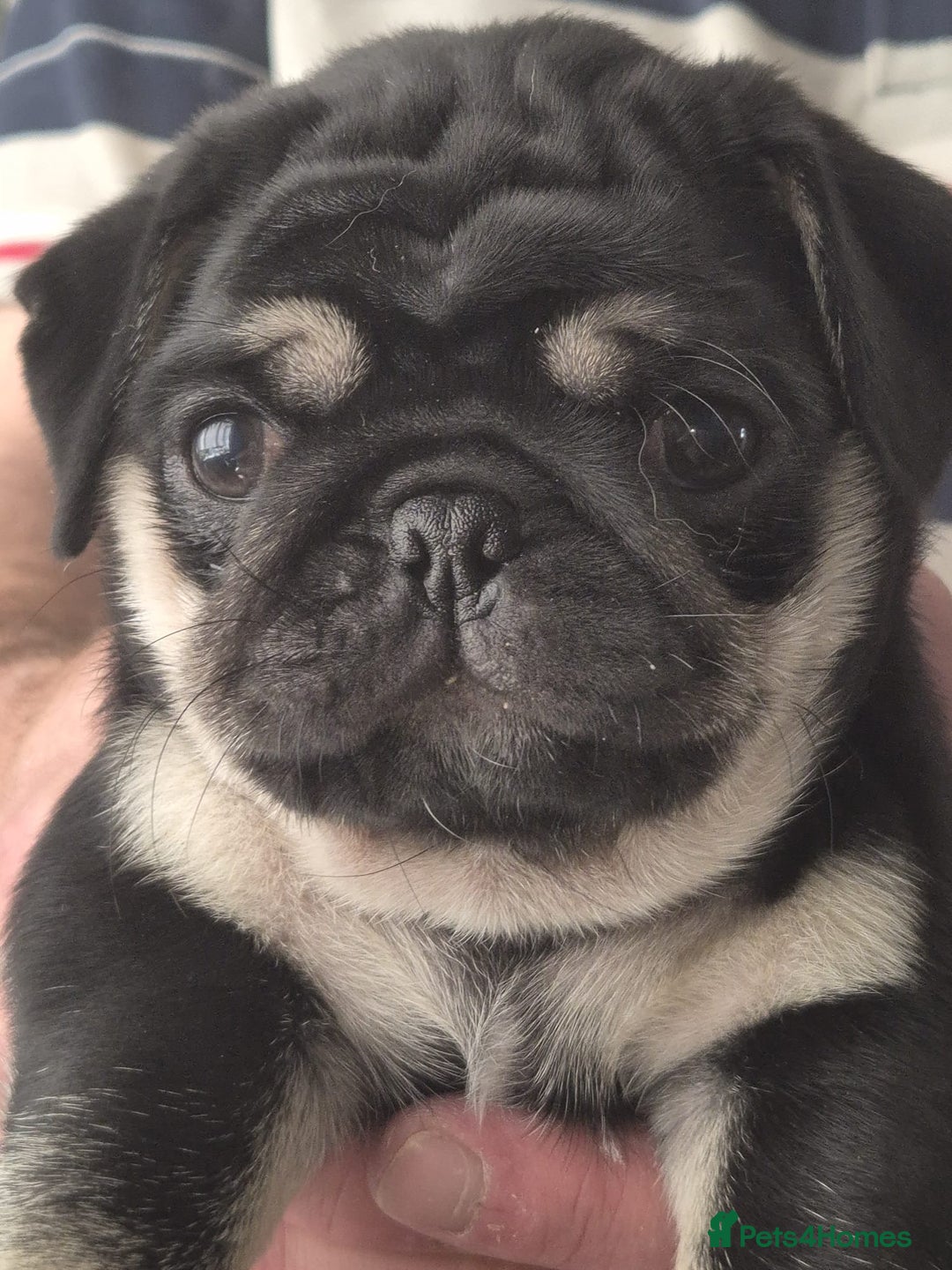 Pug dogs for sale: 2 KC Pug puppies available from a litter of 3. - Image 1