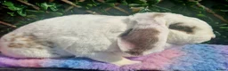 Mini Lop rabbits for sale: Miniature plush lop buck (castrated) - Advert 1