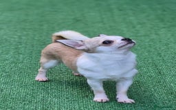 Chihuahua dogs for sale: Beautiful Tiny Young Male Chihuahua AVAILABLE. - Image 12