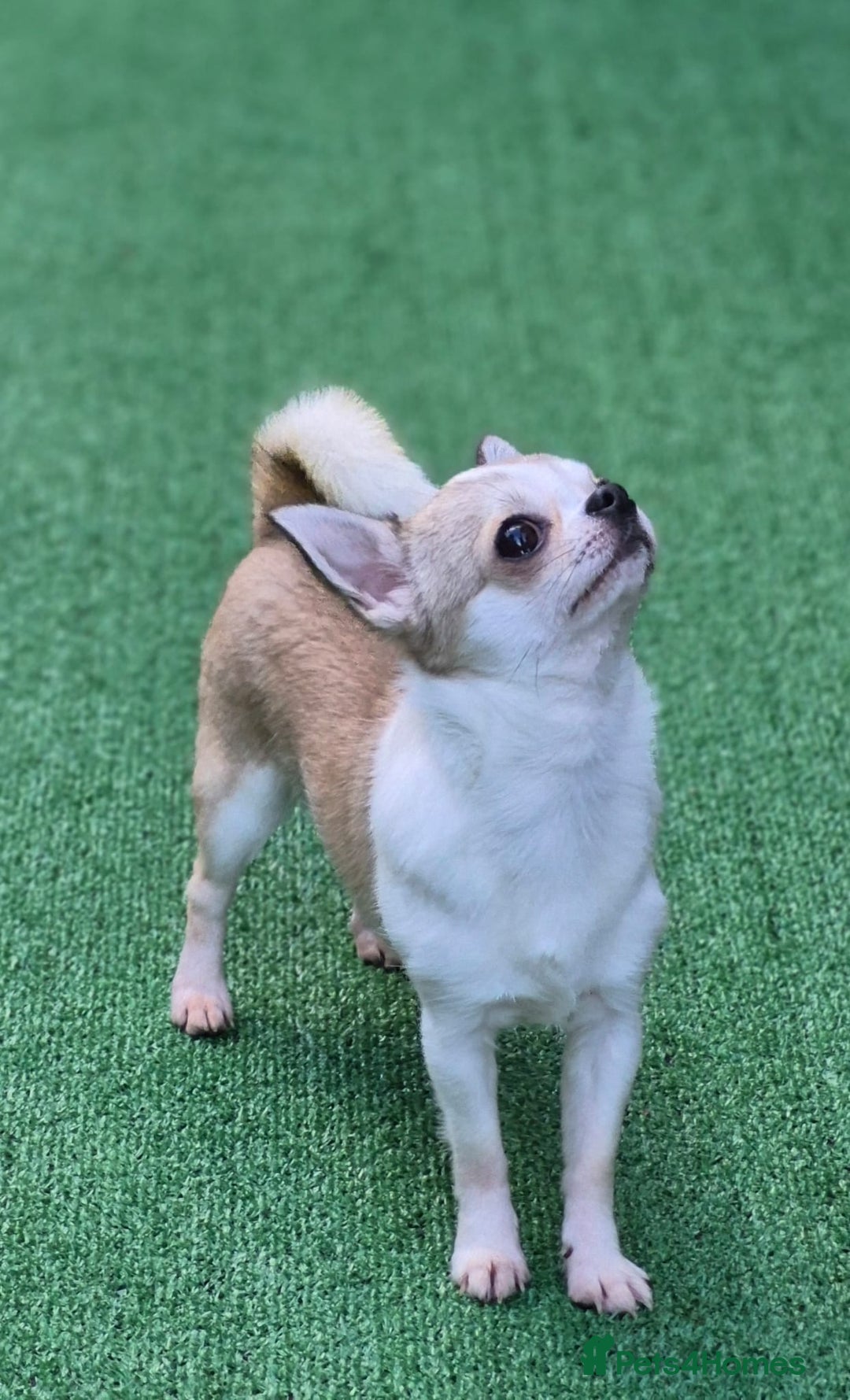 Chihuahua dogs for sale: Beautiful Tiny Young Male Chihuahua AVAILABLE. - Image 12