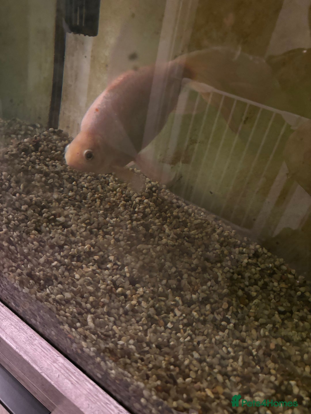 Goldfish fish for sale: Goldfish - Advert 5