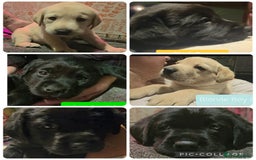 Labrador Retriever dogs for sale: Labrador Puppies for sale pedigree  - Image 2