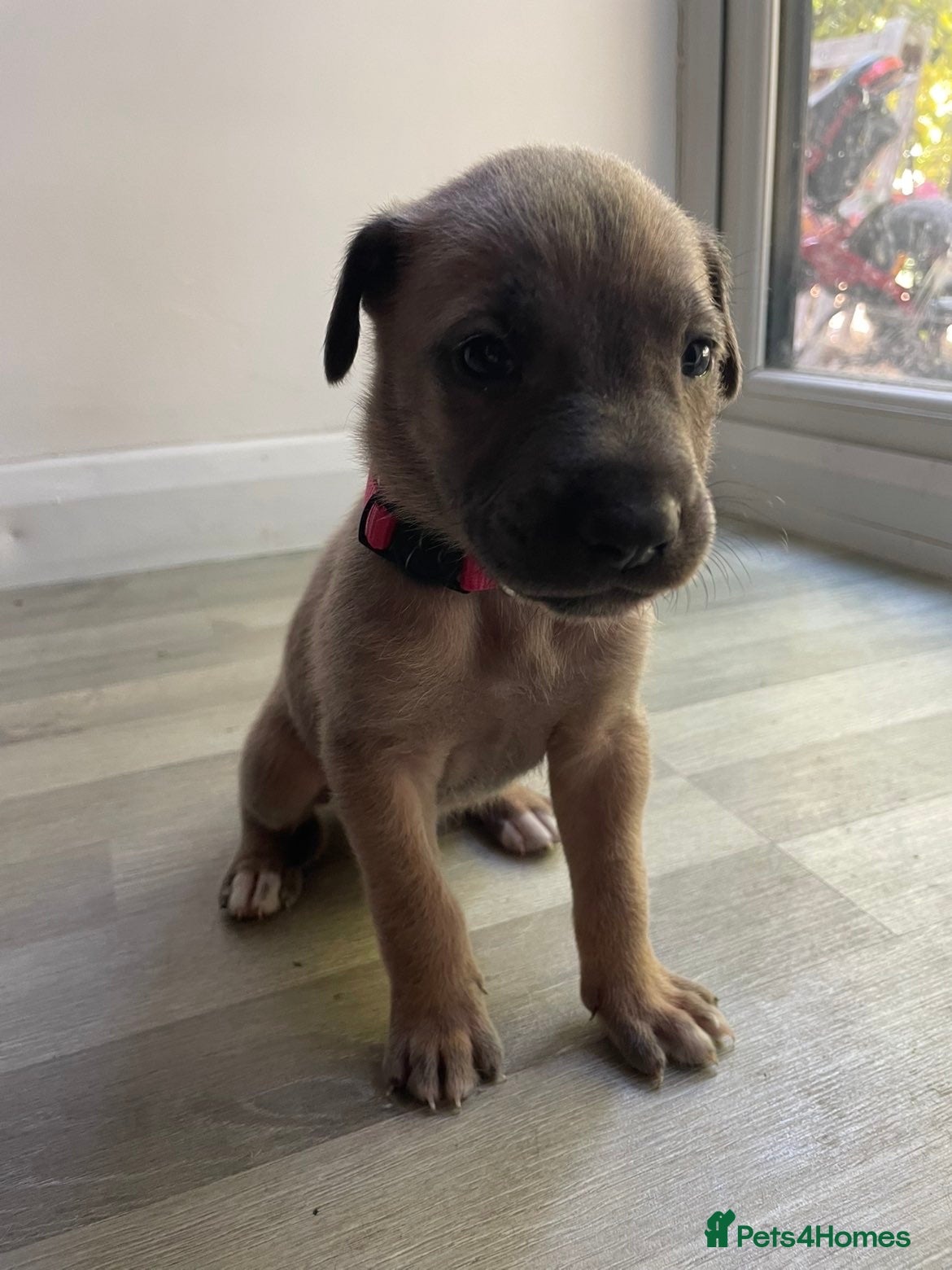 Mixed Breed dogs Belgium malinios x cane corso mix - Advert 2