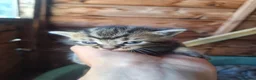 Mixed Breed cats for sale: 7x mixed breed kittens for sale - Advert 2