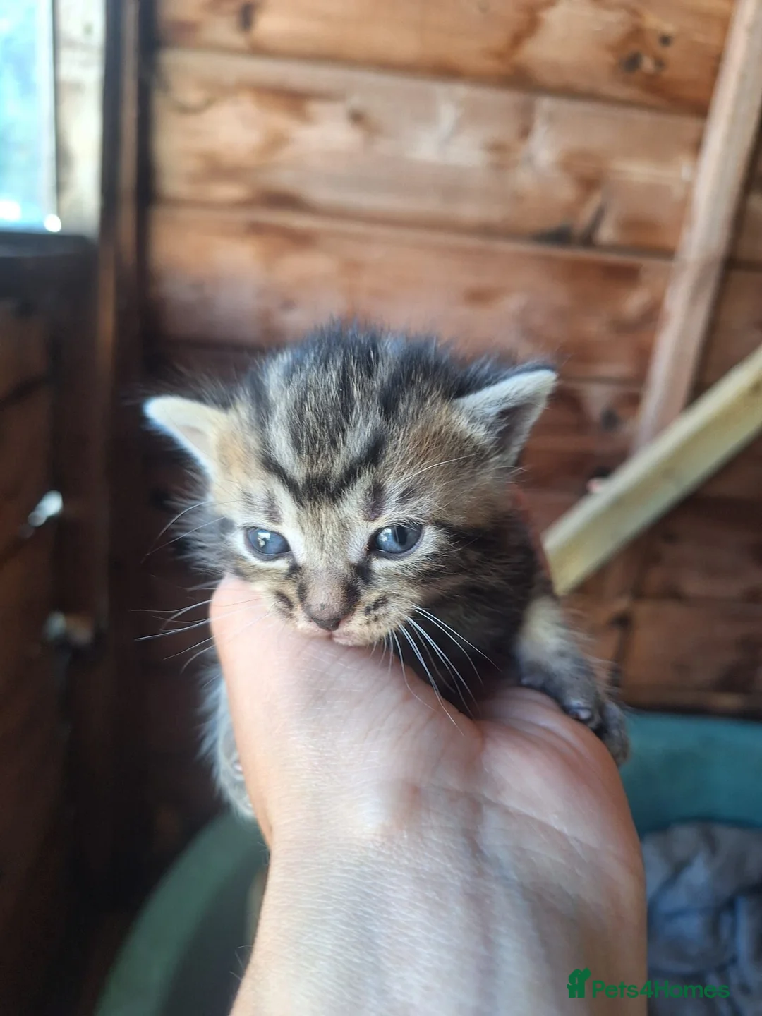 Mixed Breed cats for sale: 7x mixed breed kittens for sale - Advert 2