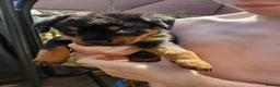 Rottweiler dogs for sale: Last male rottweiler pup need forever homes - Advert 6