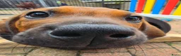Rhodesian Ridgeback dogs for sale: KC Registered Rhodesian Ridgeback Puppies - Advert 22
