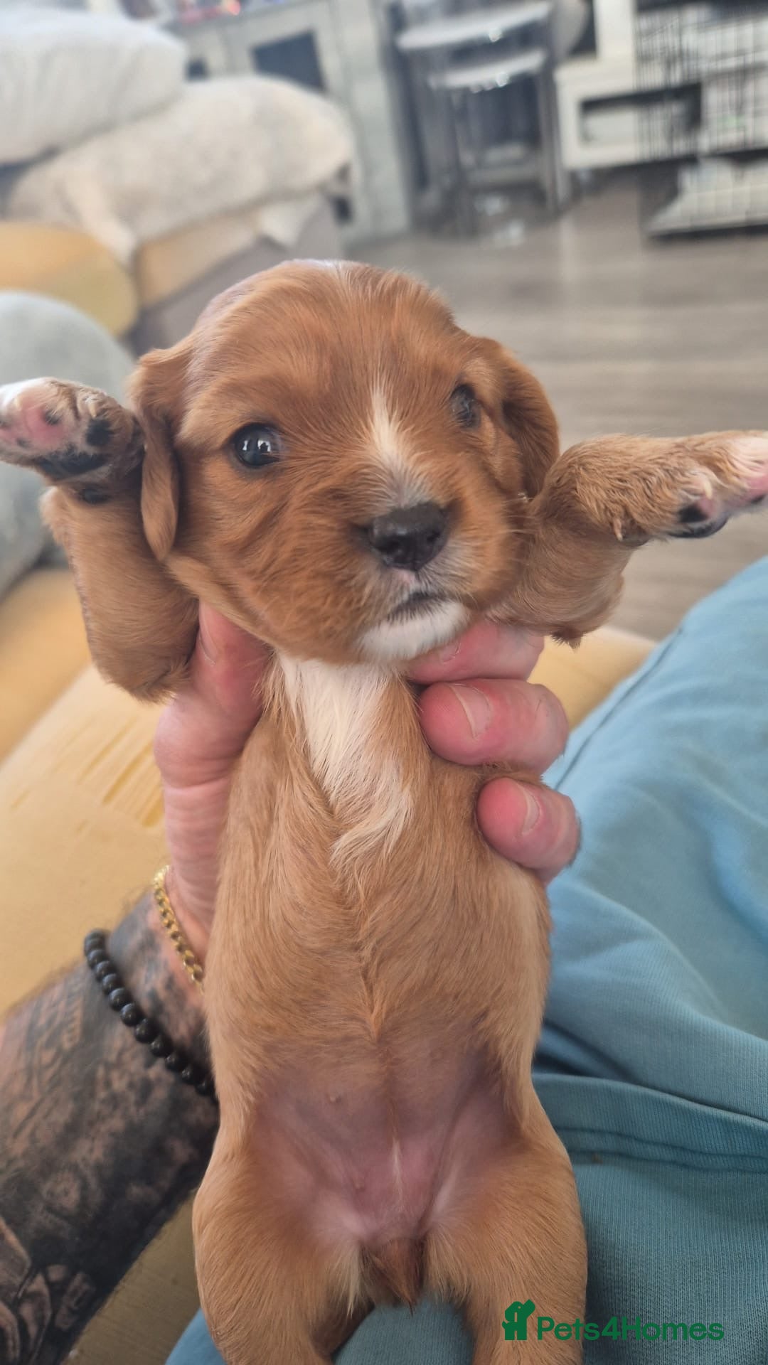 Cavalier King Charles Spaniel dogs for sale: beautiful ruby king charles cavalier  - Image 1