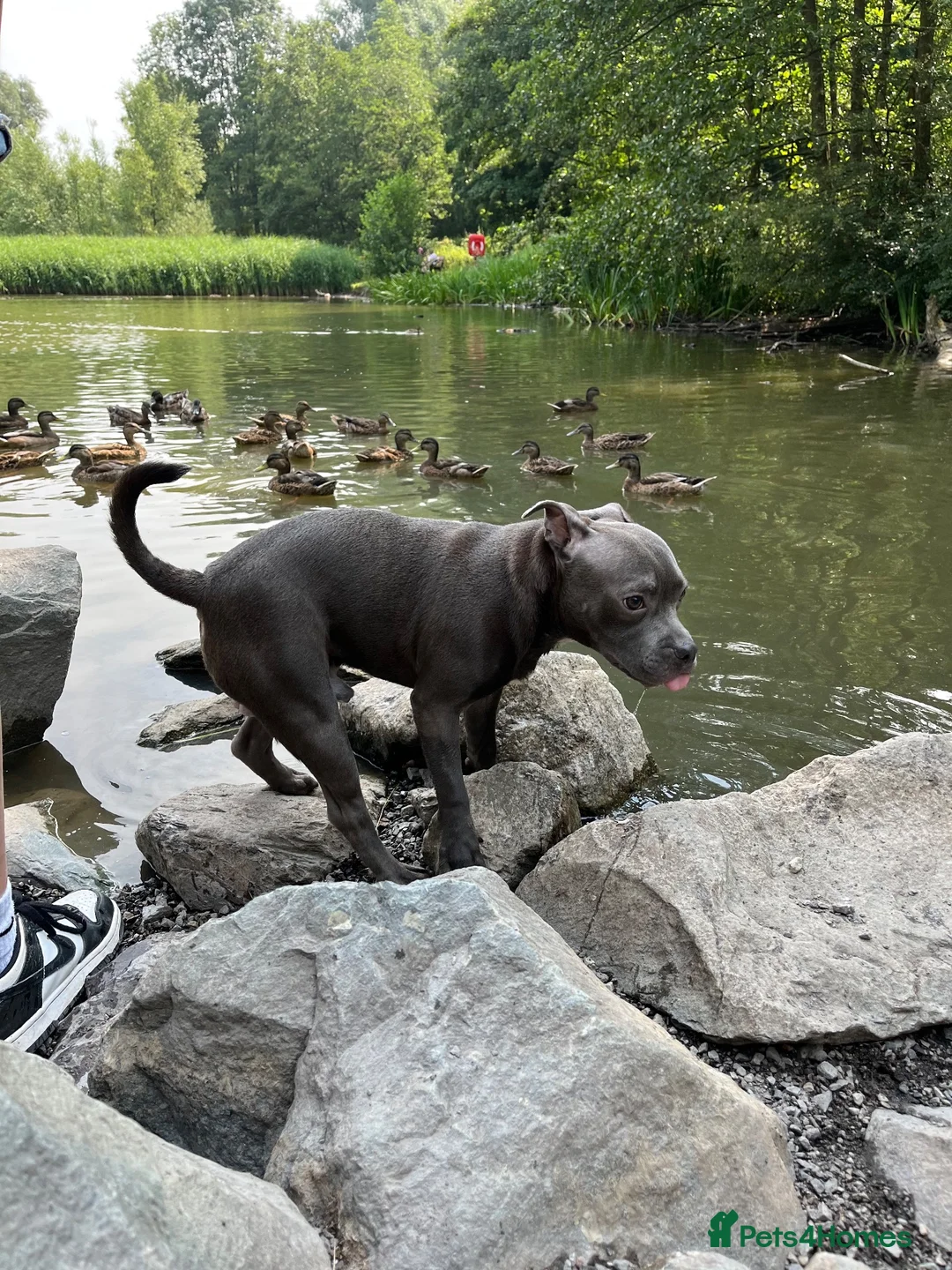 Staffordshire Bull Terrier dogs for sale: Bruce  in Dudley - Advert 1