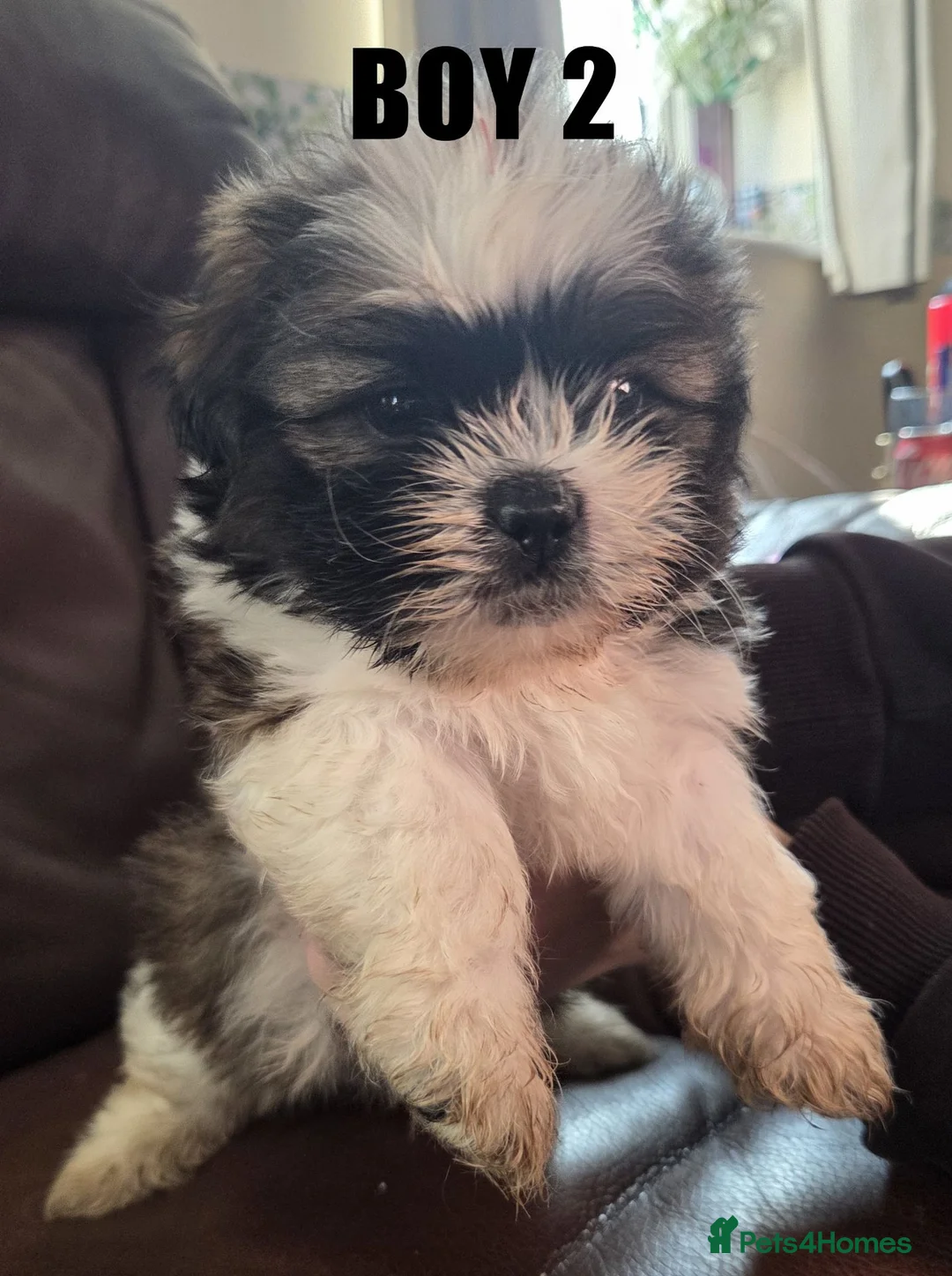 Mixed Breed dogs for sale: Shih-Tzu Puppies x4 - Advert 2