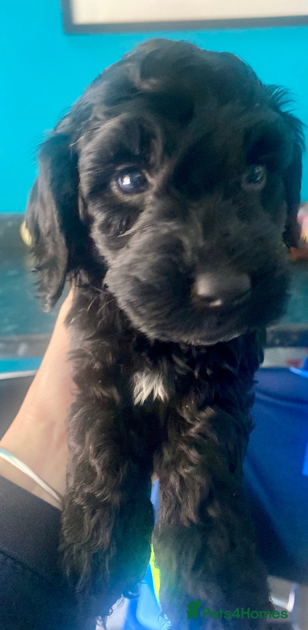 Cockapoo dogs for sale: Adorable F2 Cockapoos Puppies - Image 5