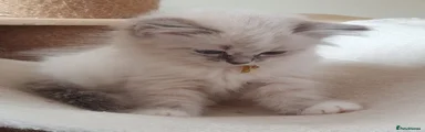 Gold aka Ninja