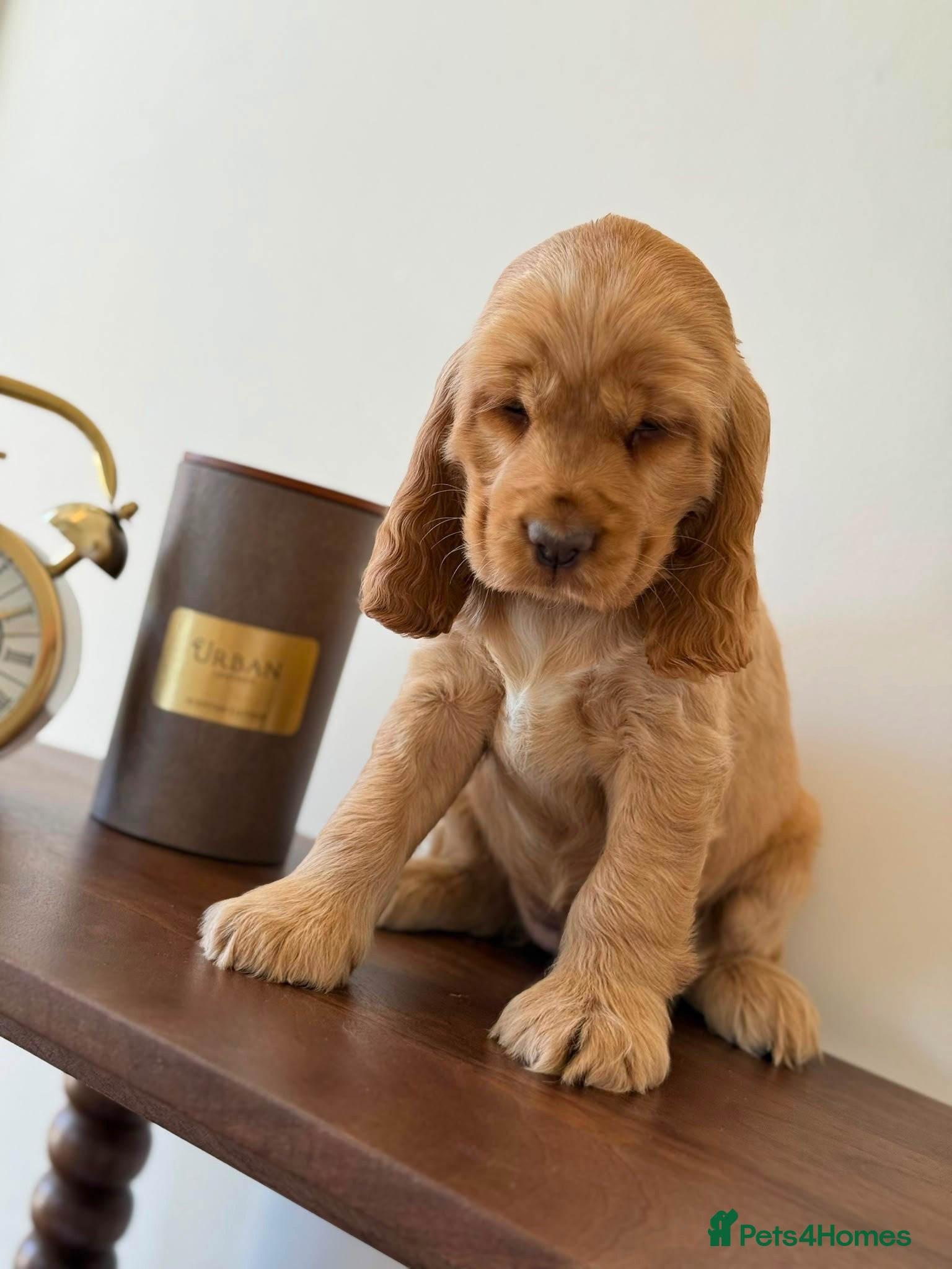 Cocker Spaniel dogs Show type cocker spaniels  - Advert 12
