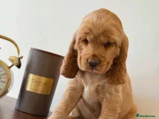 Cocker Spaniel dogs Show type cocker spaniels - Advert 12