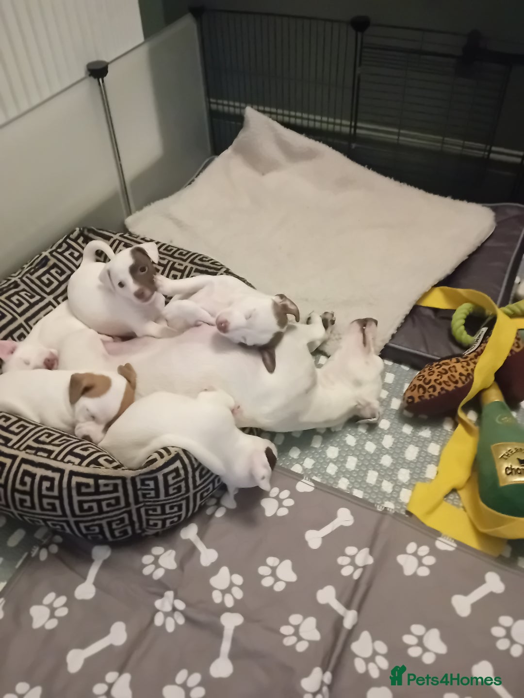 Jack Russell dogs for sale: 3 stunning girls  - Advert 2