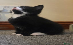 Mixed Breed cats for sale: 5 stunning babies ready in just over 2 weeks  - Image 14
