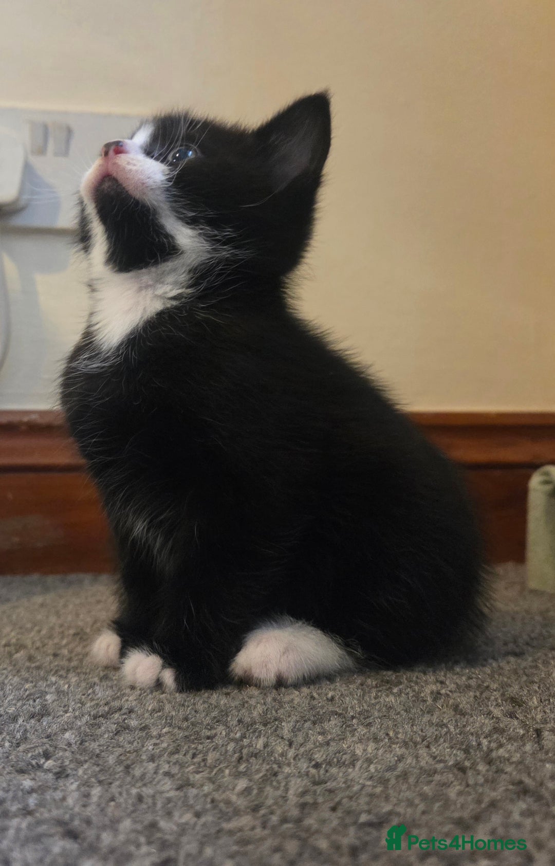 Mixed Breed cats for sale: 5 stunning babies ready in just over 2 weeks  - Image 14