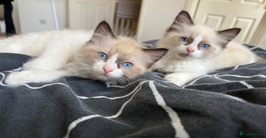 Ragdoll cats - Advert 4
