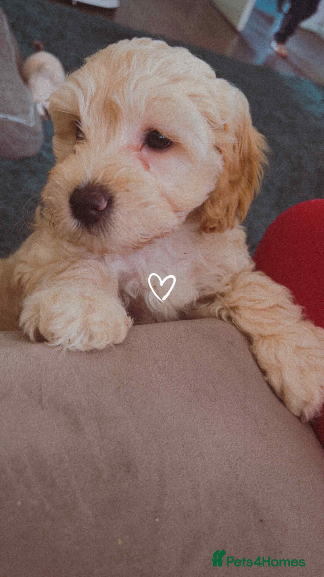Cavapoo dogs for sale: Beautiful Cavipoo girl  - Image 3