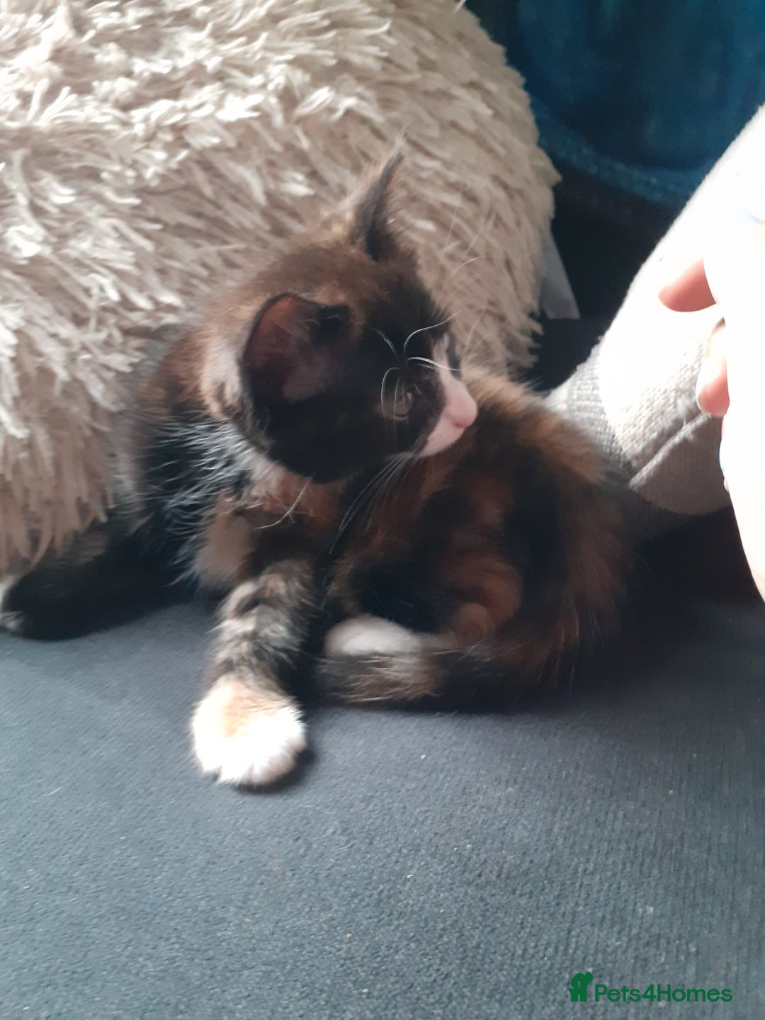 Domestic Shorthair cats for sale: Girl Kitten ready now - Image 4