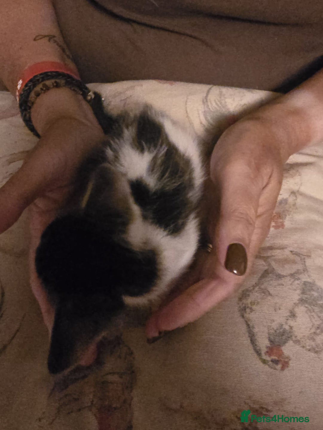 Mixed Breed cats for sale: White & black kittens - Image 3
