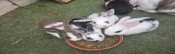 Mixed Breed rabbits for sale: 2 male rabbits for sale - Advert 7
