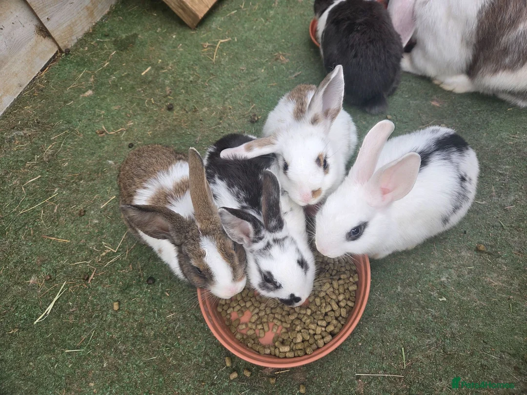 Mixed Breed rabbits for sale: 2 male rabbits for sale - Advert 7