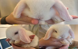Mini Lop rabbits for sale: Mini lop bunnies  - Image 3