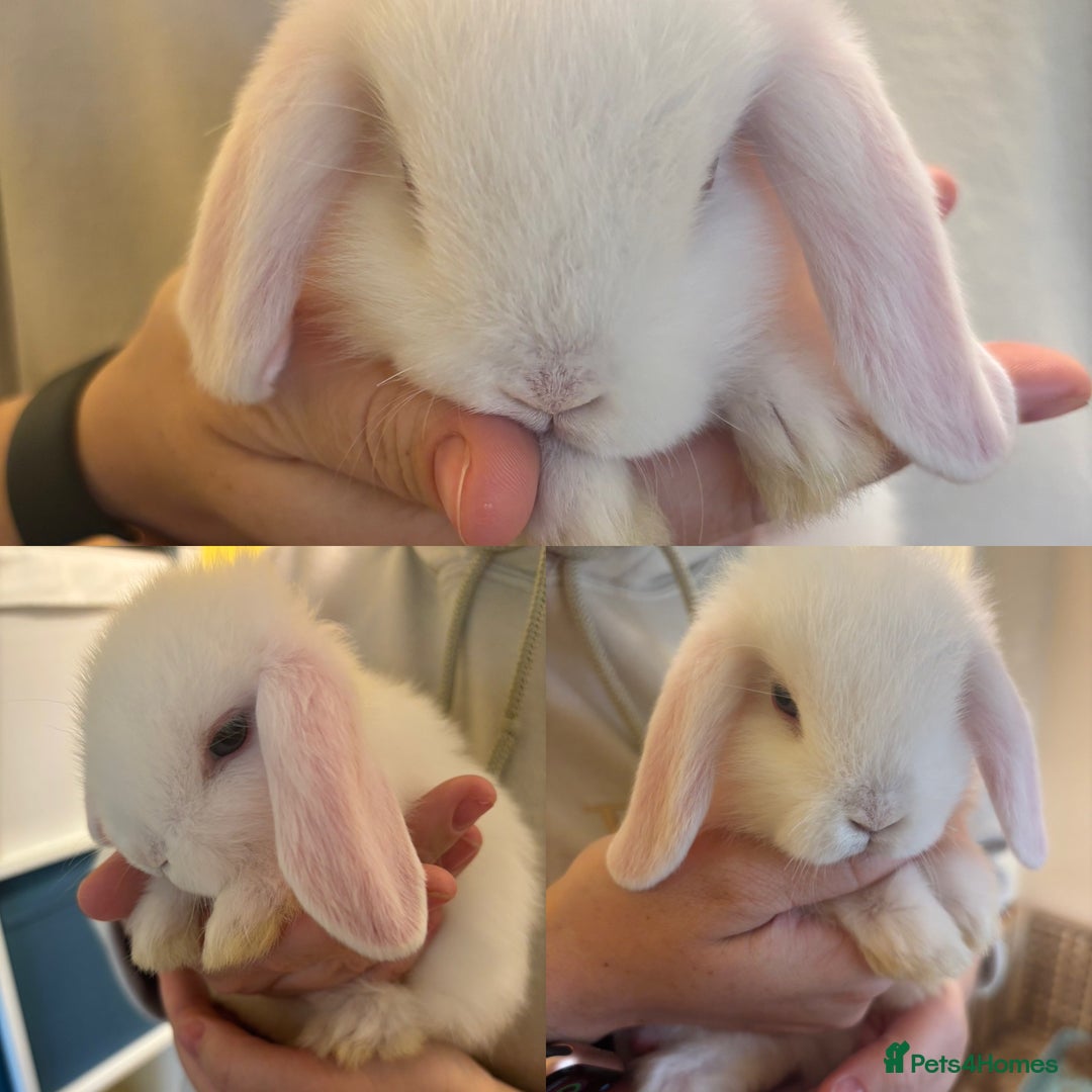 Mini Lop rabbits for sale: Mini lop bunnies  - Image 3