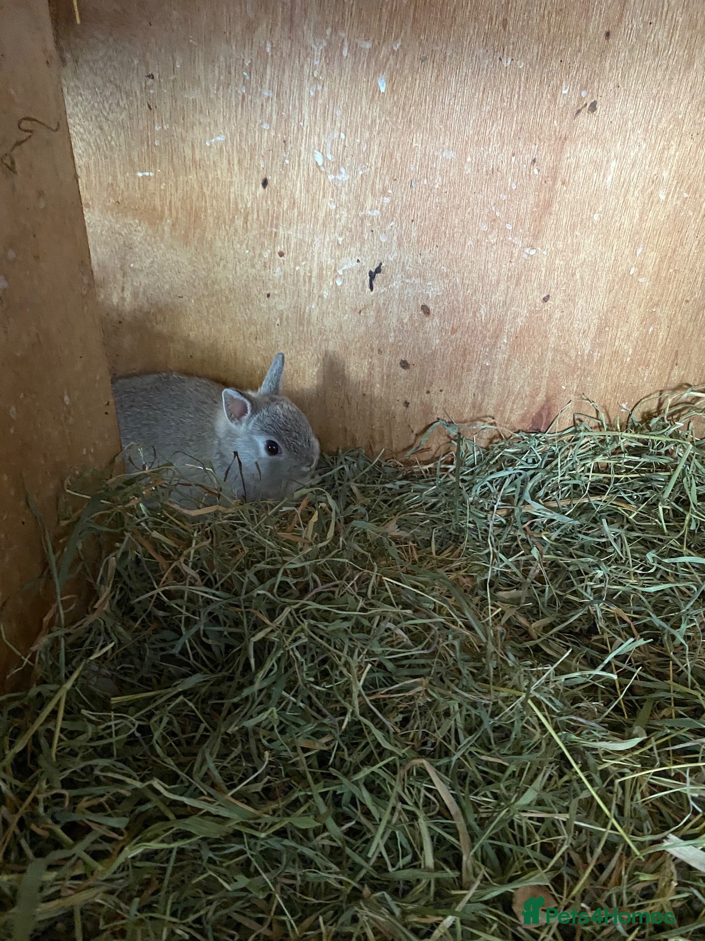 Netherland Dwarf rabbits Beautiful baby Netherland dwarf - Advert 8