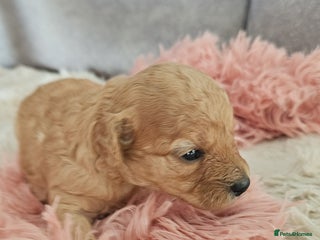 Cavapoo dogs Delightful Cavapoo puppies - Advert 2