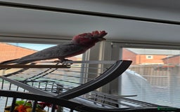 Cockatoo birds for sale: Galah Cockatoo - Advert 9