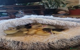 Ducks poultry for sale: 8 Muscovy ducklings  - Image 4