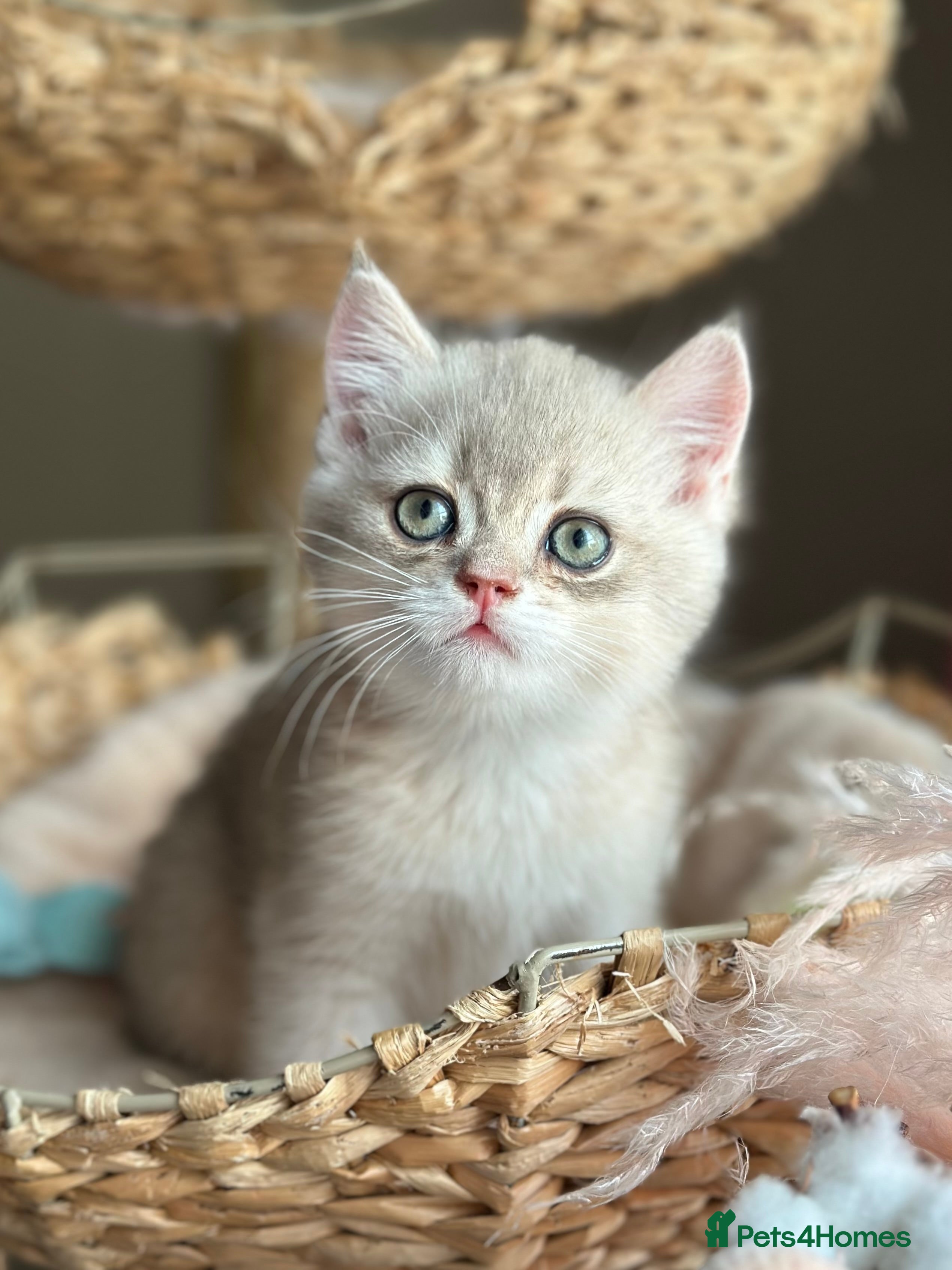 British Shorthair cats One Blue Gold Boy left  - Advert 1