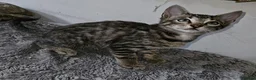 Bengal cats for sale: Bengal mix - Advert 4