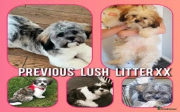 Shih Tzu dogs for sale: Shih tzu puppy for sale  - Image 3
