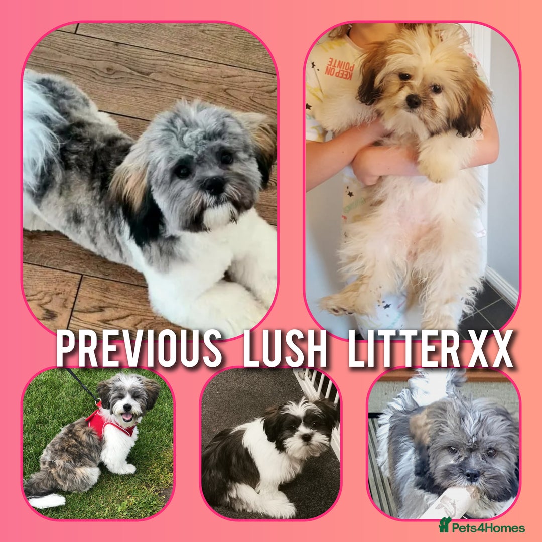 Shih Tzu dogs for sale: Shih tzu puppy for sale  - Image 3