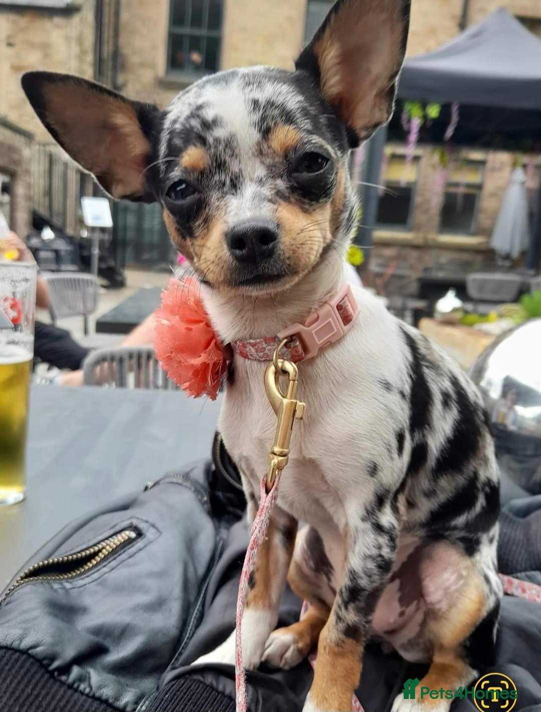 Chihuahua dogs Beautiful tiny Russian  blue chihuahua pups - Advert 4