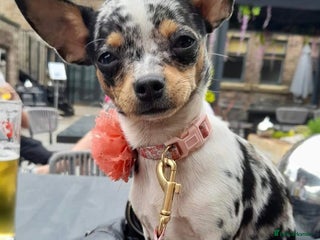 Chihuahua dogs Beautiful tiny Russian blue chihuahua pups - Advert 9