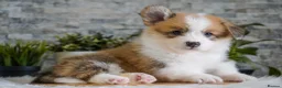 Welsh Corgi Pembroke dogs for sale: KC registered Welsh Corgi Pembroke - Advert 12