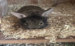 Mini Lion Lop rabbits for sale: Mini tiny lion lops - Image 2