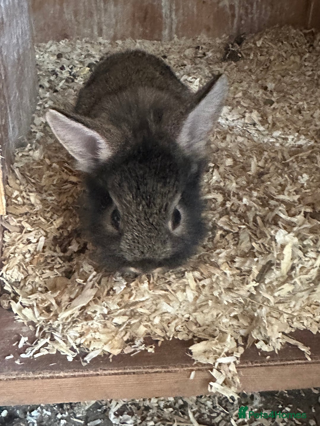 Mini Lion Lop rabbits for sale: Mini tiny lion lops - Image 2