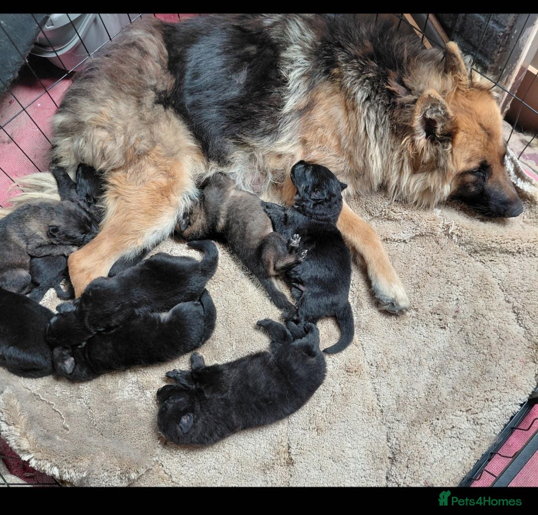German Shepherd dogs Longhair German shepherd puppies  - Advert 2