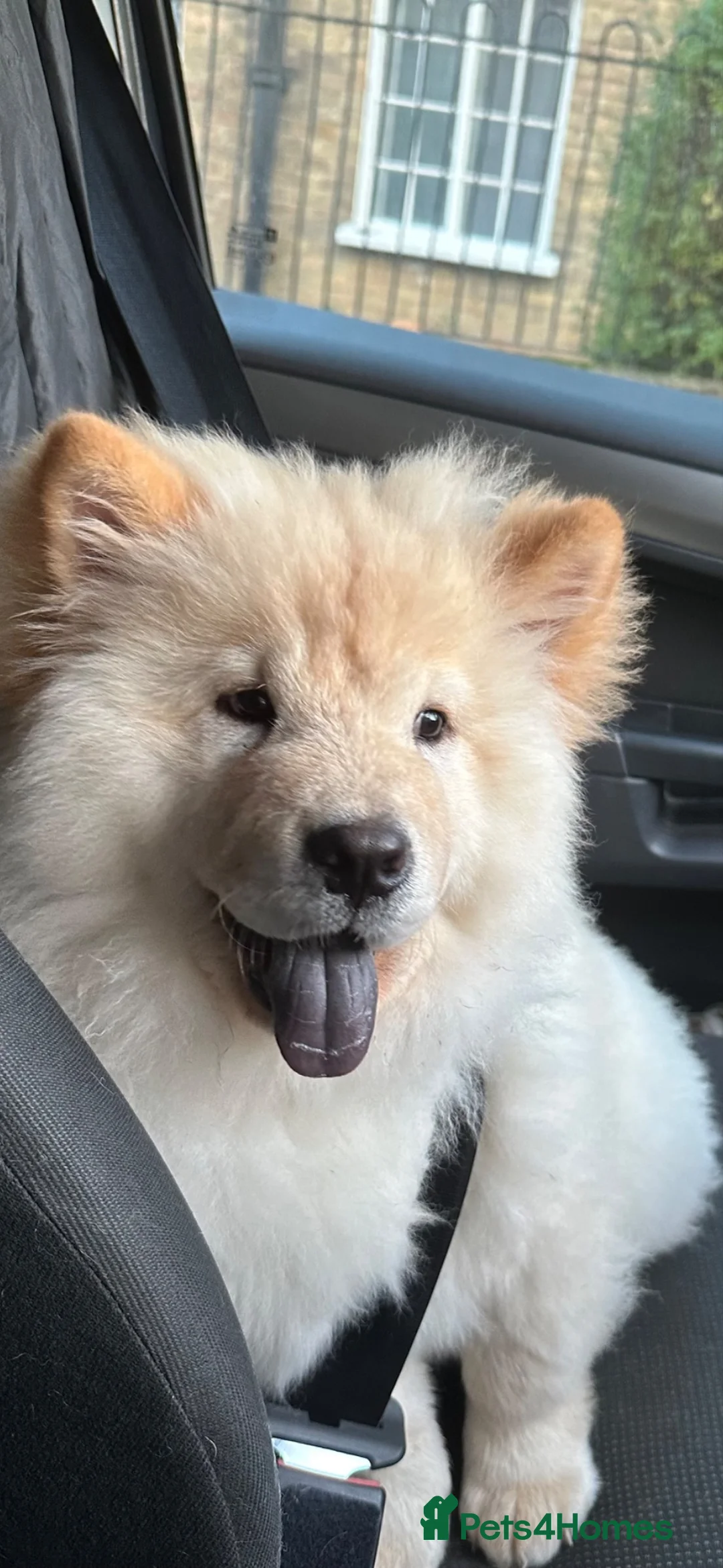 Chow Chow dogs for sale: Chow chow girl London based! - Advert 2