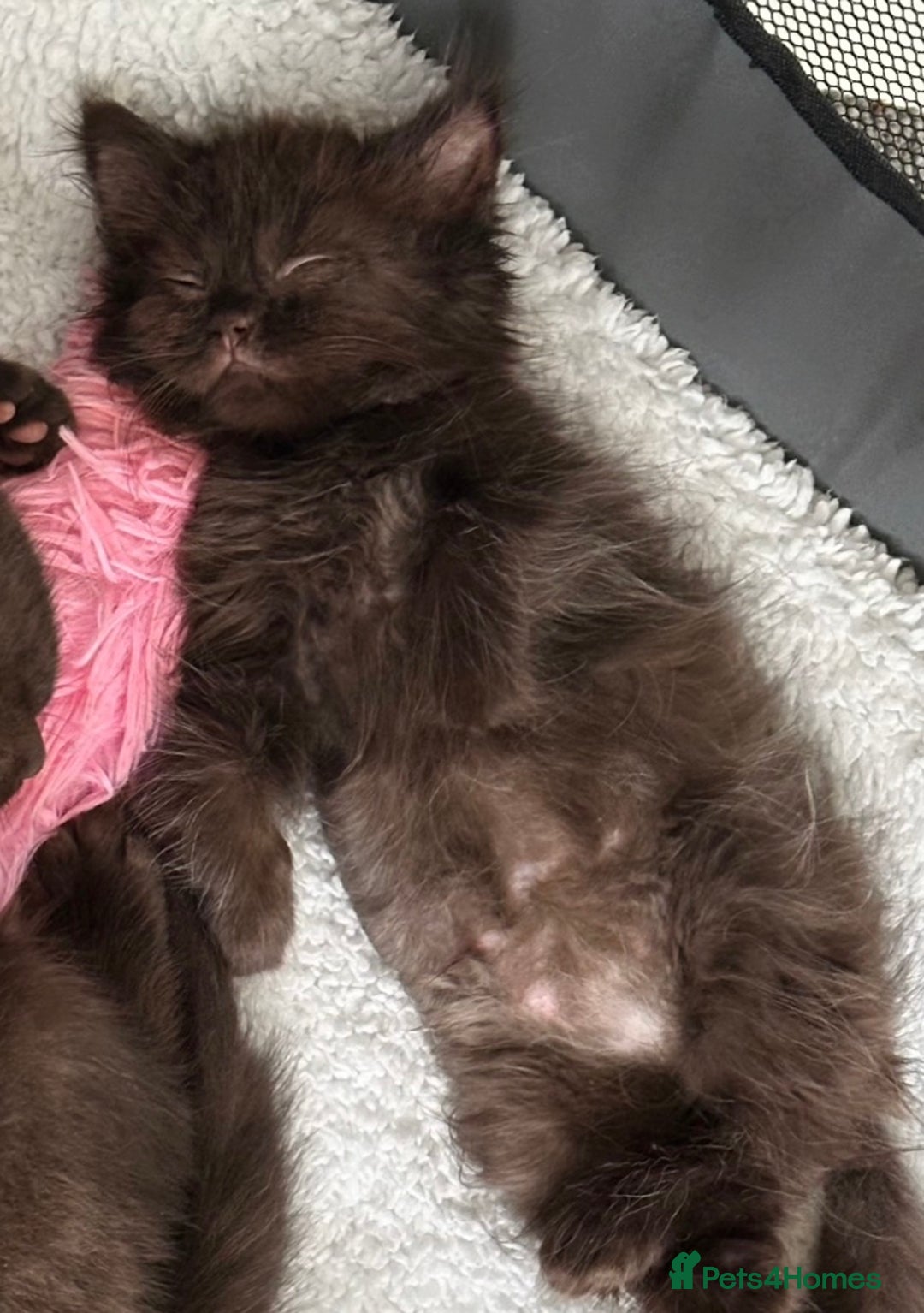 Mixed Breed cats for sale: BSH Ragdoll mix kittens - Advert 17