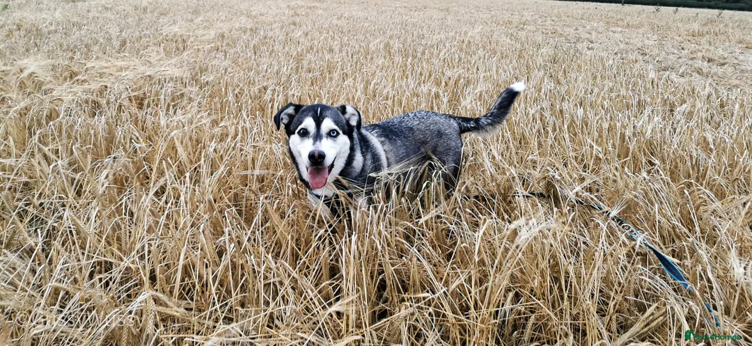 Mixed Breed dogs for adoption: Gus is ready to steal your heart - Advert 2