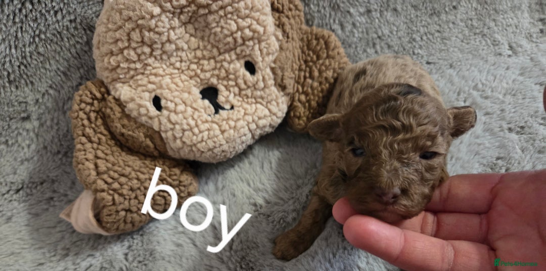 Toy Poodle dogs for sale: Gorgeous littler of x ** mall toy poodles  - Advert 6